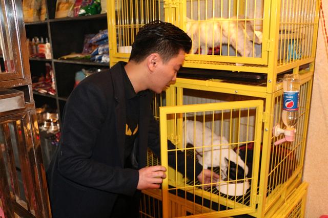 福州80后小伙林錦捷：開寵物店創業從狗保姆到寵物店Boss