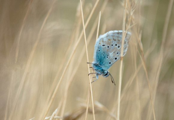 美麗的繭 美麗的繭
