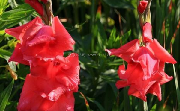 室內(nèi)裝飾植物