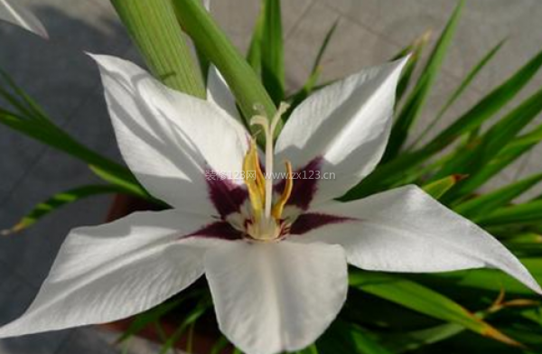 室內(nèi)裝飾植物