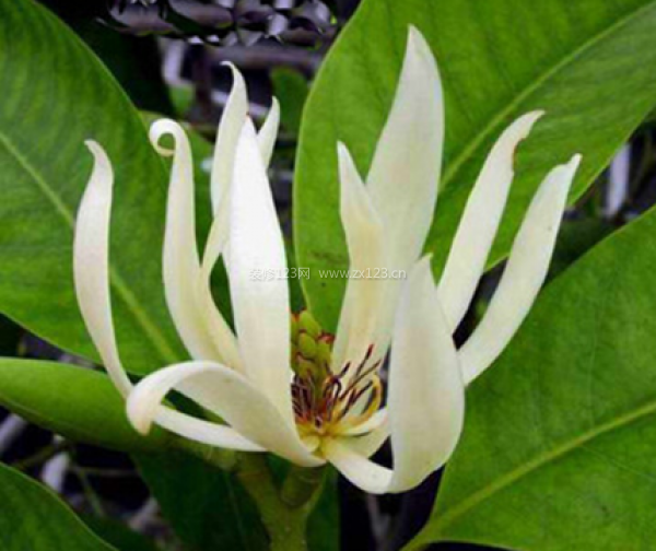 室內(nèi)裝飾植物