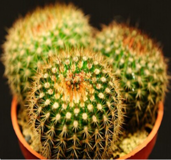 室內(nèi)裝飾植物