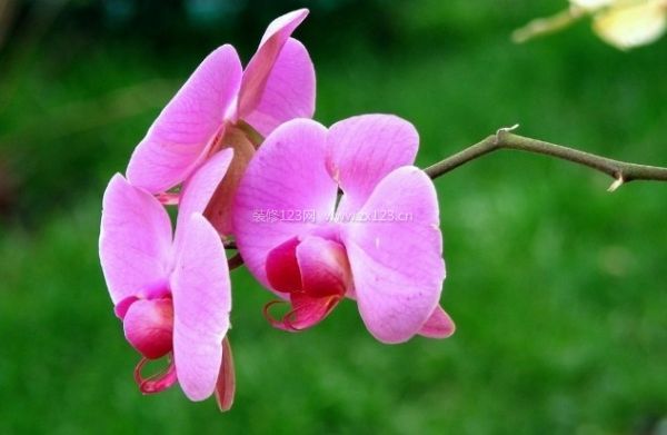 室內(nèi)裝飾植物