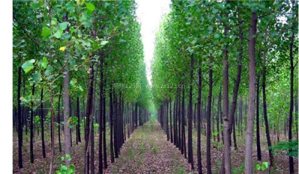 水曲柳家具的優缺點