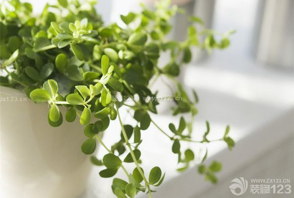 住剛裝修的房子要注意什么:植物消除甲醛 住剛裝修的房子要注意什么:植物消除甲醛