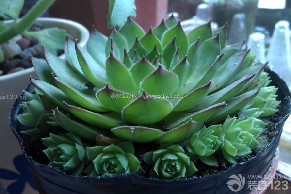 多肉觀音蓮的養(yǎng)殖方法