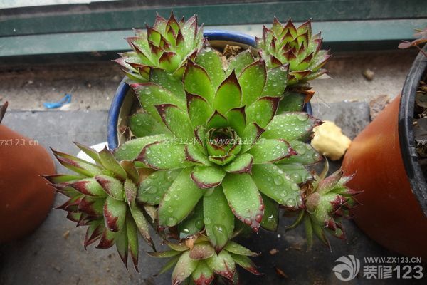 多肉觀音蓮的養(yǎng)殖方法