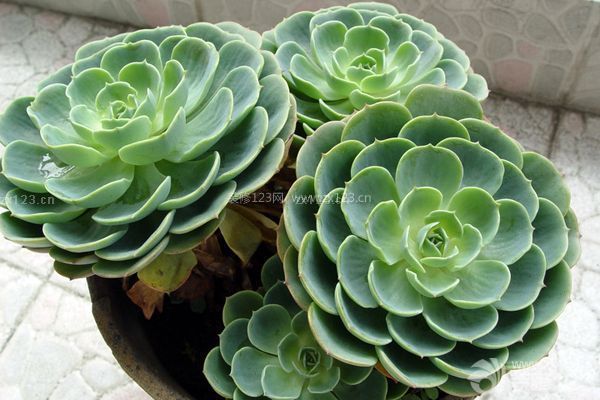 多肉觀音蓮的養(yǎng)殖方法