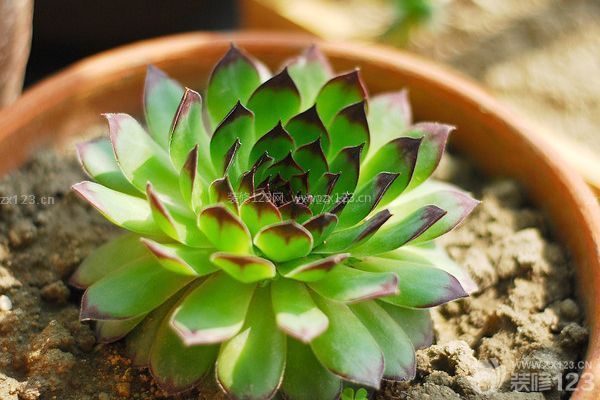 多肉觀音蓮的養(yǎng)殖方法