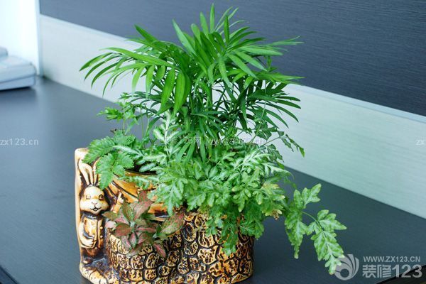 剛裝修的房子怎么除味 剛裝修的房子怎么除味